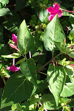 Mirabilis jalapa \ Wunderblume / Marvel of Peru, I Liguria, Moneglia 1.10.2023