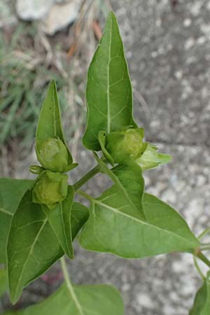 Mirabilis jalapa \ Wunderblume / Marvel of Peru, I Liguria, Bonassola 4.10.2023