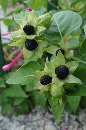 Mirabilis jalapa \ Wunderblume / Marvel of Peru, I Liguria, Moneglia 5.10.2023