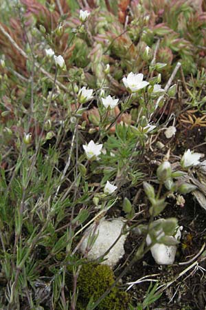 Minuartia capillacea \ Leinbl&uuml;tige Miere / Sandwort, I Campo Imperatore 5.6.2007