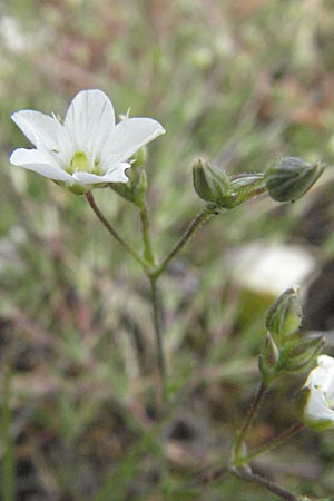Minuartia capillacea \ Leinbl&uuml;tige Miere / Sandwort, I Campo Imperatore 5.6.2007