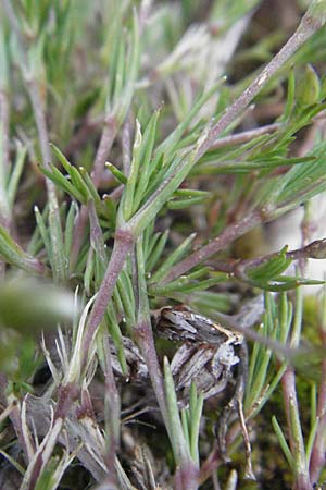 Minuartia capillacea \ Leinbl&uuml;tige Miere / Sandwort, I Campo Imperatore 5.6.2007