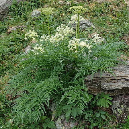 Molopospermum peloponnesiacum \ Striemensame / Striped Hemlock, I Alpi Bergamasche, Pizzo Arera 5.6.2017