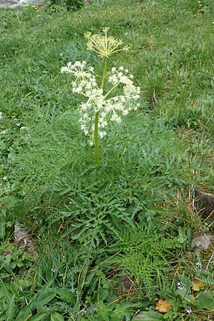 Molopospermum peloponnesiacum \ Striemensame / Striped Hemlock, I Alpi Bergamasche, Pizzo Arera 5.6.2017