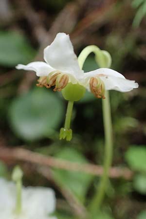 Moneses uniflora \ Einbltiges Wintergrn, Moosauge / One-flowered Wintergreen, I Südtirol,  Gsieser Tal 7.7.2022