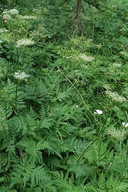 Myrrhis odorata \ S��dolde, Myrrhenkerbel / Sweet Cicely, I Passo del Tonale 11.7.2026