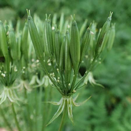 Myrrhis odorata \ S��dolde, Myrrhenkerbel / Sweet Cicely, I Passo del Tonale 11.7.2026