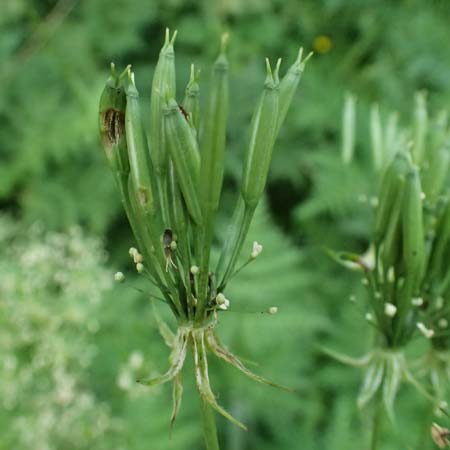 Myrrhis odorata \ S��dolde, Myrrhenkerbel / Sweet Cicely, I Passo del Tonale 11.7.2026