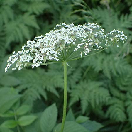 Myrrhis odorata \ S��dolde, Myrrhenkerbel / Sweet Cicely, I Passo del Tonale 11.7.2026