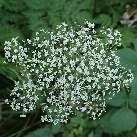Myrrhis odorata \ S��dolde, Myrrhenkerbel / Sweet Cicely, I Passo del Tonale 11.7.2026