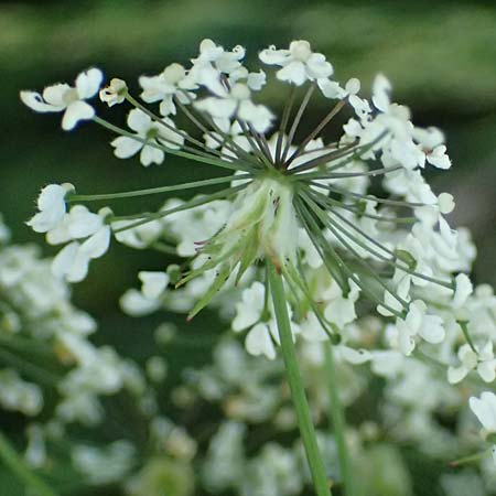 Myrrhis odorata \ S��dolde, Myrrhenkerbel / Sweet Cicely, I Passo del Tonale 11.7.2026