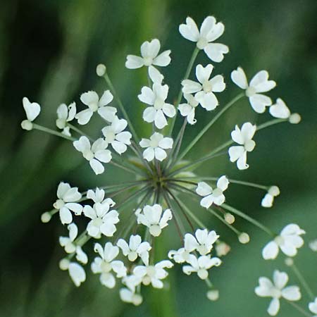 Myrrhis odorata \ S��dolde, Myrrhenkerbel / Sweet Cicely, I Passo del Tonale 11.7.2026