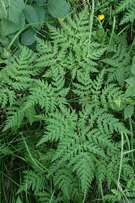 Myrrhis odorata \ S��dolde, Myrrhenkerbel / Sweet Cicely, I Passo del Tonale 11.7.2026