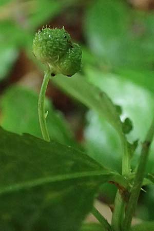 Mercurialis perennis \ Wald-Bingelkraut / Dog's Mercury, I Alpi Bergamasche, Seriana-Valpiana 6.6.2017
