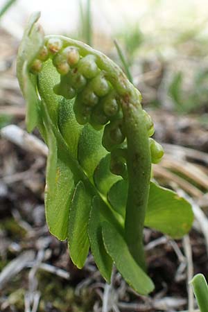 Botrychium lunaria \ Mondraute / Moonwort, I Alpi Bergamasche, Pizzo Arera 9.6.2017