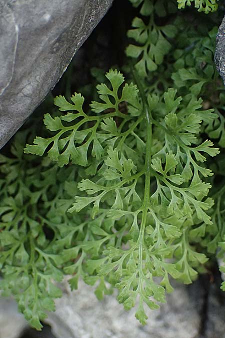 Cryptogramma crispa \ Krauser Rollfarn / Parsley Fern, I Bormio 8.7.2026