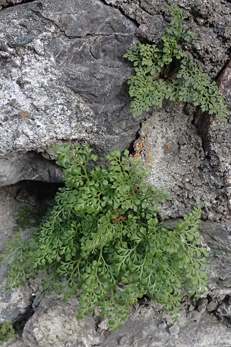Cryptogramma crispa \ Krauser Rollfarn / Parsley Fern, I Bormio 8.7.2026