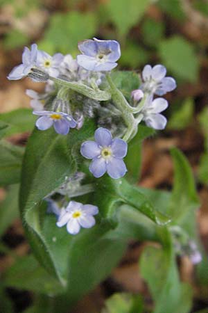 Myosotis sylvatica \ Wald-Vergissmeinnicht / Wood Forget-me-not, I Norcia 7.6.2007