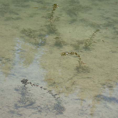 Myriophyllum spicatum \ hriges Tausendblatt / Spiked Water Milfoil, I Pragser Wildsee 6.7.2022