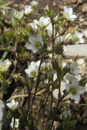 Sabulina verna s.l. \ H&uuml;gel-Fr&uuml;hlings-Miere / Hill Spring Sandwort, I Norcia 7.6.2007