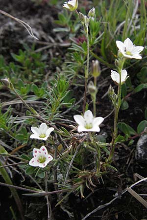 Sabulina verna s.l. \ H&uuml;gel-Fr&uuml;hlings-Miere / Hill Spring Sandwort, I Norcia 7.6.2007