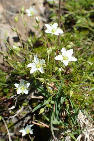 Sabulina verna s.l. \ H&uuml;gel-Fr&uuml;hlings-Miere / Hill Spring Sandwort, I Alpi Bergamasche, Pizzo Arera 7.6.2017