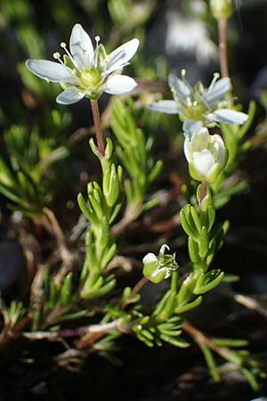 Moehringia ciliata \ Bewimperte Nabelmiere, Stein-Nabelmiere / Creeping Sandwort, I Prags,  Weißlahnsattel 6.7.2022