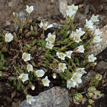 Sabulina verna s.l. \ H�gel-Fr�hlings-Miere / Hill Spring Sandwort, I Passo di Gavia 6.7.2026