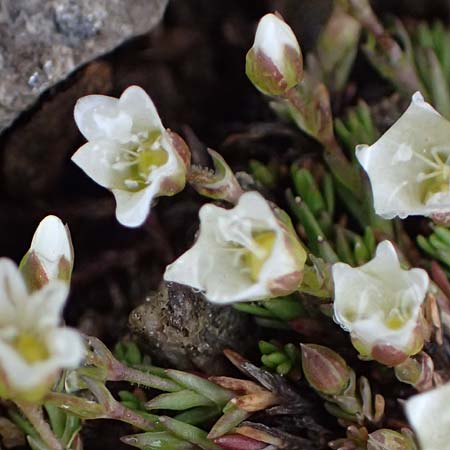 Sabulina verna s.l. \ H�gel-Fr�hlings-Miere / Hill Spring Sandwort, I Passo di Gavia 6.7.2026