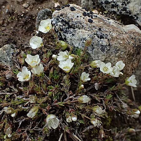 Sabulina verna s.l. \ H�gel-Fr�hlings-Miere / Hill Spring Sandwort, I Passo di Gavia 6.7.2026