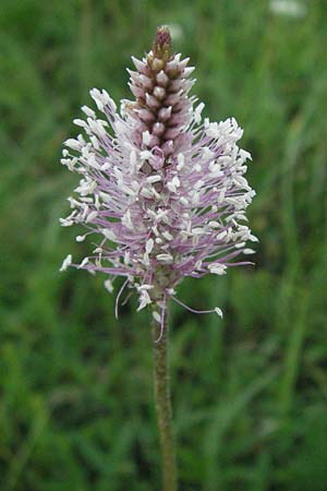 Plantago media \ Mittlerer Wegerich / Hoary Plantain, I Campo Imperatore 5.6.2007