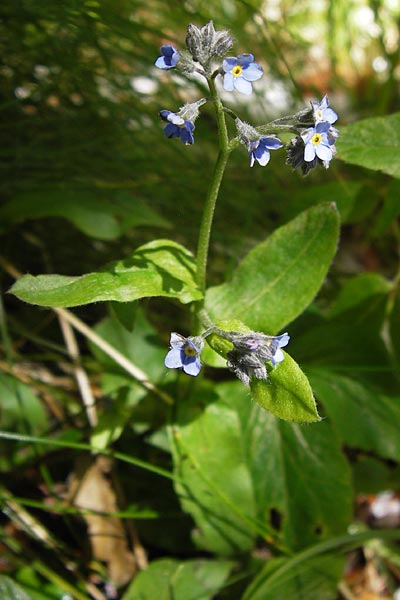 Myosotis latifolia \ Breitbl&auml;ttriges Vergissmeinnicht / Broadleaf Forget-me-not, I Liguria, Molini di Triora 26.5.2013