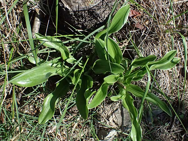 Drimia maritima \ Meerzwiebel / Sea Squill, I Liguria, Moneglia 30.9.2023