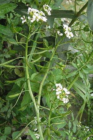 Nasturtium officinale \ Echte Brunnenkresse / Water Cress, I Tolentino 31.5.2007
