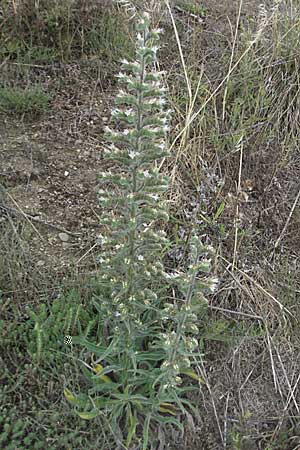 Echium italicum \ Italienischer Natternkopf / Italian Bugloss, I Passignano 1.6.2007