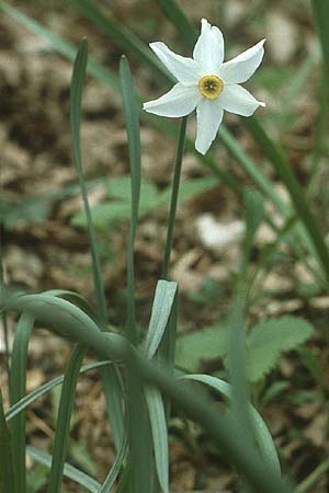 Narcissus poeticus \ Dichter-Narzisse, Weie Narzisse / Poet's Narcissus, I Promontorio del Gargano, Foresta Umbra 1.5.1985