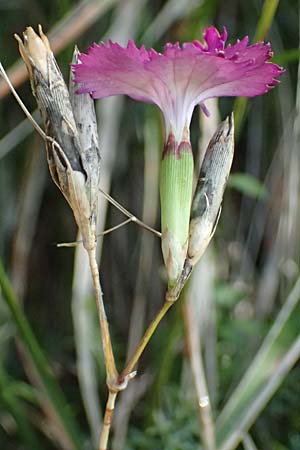 Dianthus seguieri \ Seguier-Nelke / Ragged Pink, I Liguria, Passo di Cento Croci 27.9.2023