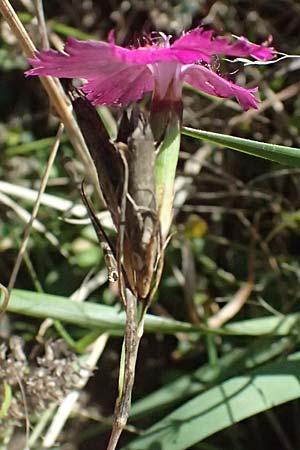 Dianthus seguieri \ Seguier-Nelke / Ragged Pink, I Liguria, Passo di Cento Croci 27.9.2023