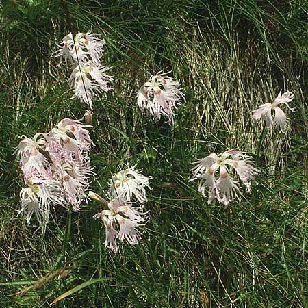 Dianthus superbus subsp. alpestris \ Alpen-Prachtnelke / Alpine Superb Pink, I Pordoi-Joch 9.8.1988
