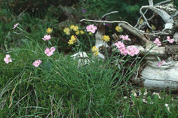 Dianthus sylvestris \ Stein-Nelke / Wood Pink, I Paganella 11.7.1991