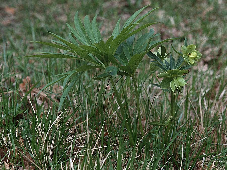 Helleborus multifidus subsp. bocconei ? \ Vielbl&uuml;tige Nieswurz / Hellebore, I Toscana 14.4.2000