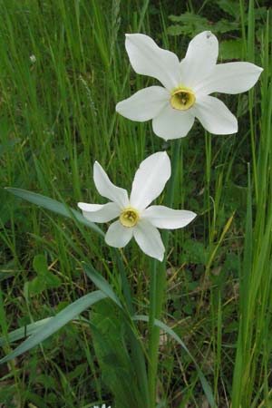 Narcissus poeticus \ Dichter-Narzisse, Weie Narzisse / Poet's Narcissus, I Monti Sibillini 8.6.2007