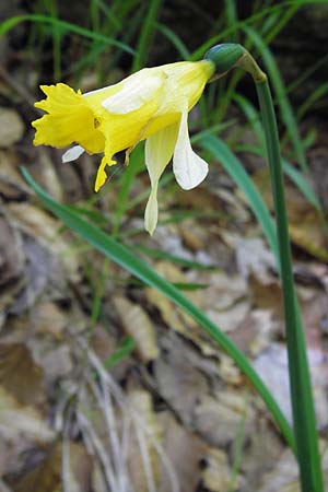 Narcissus pseudonarcissus \ Gelbe Narzisse, Osterglocke / Wild Daffodil, I Liguria, Monte Beigua 24.5.2013