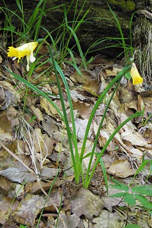 Narcissus pseudonarcissus \ Gelbe Narzisse, Osterglocke / Wild Daffodil, I Liguria, Monte Beigua 24.5.2013
