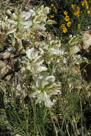 Onobrychis alba \ Wei�e Esparsette, I Norcia 7.6.2007