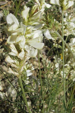 Onobrychis alba \ Wei�e Esparsette, I Norcia 7.6.2007