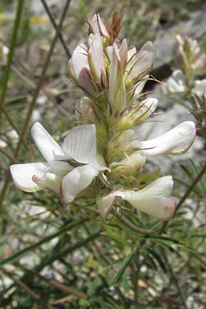 Onobrychis alba \ Wei�e Esparsette, I Norcia 7.6.2007