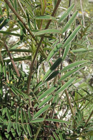 Onobrychis alba \ Wei�e Esparsette, I Norcia 7.6.2007