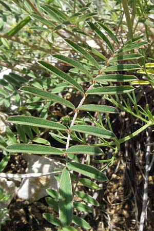 Onobrychis alba \ Wei�e Esparsette, I Norcia 7.6.2007