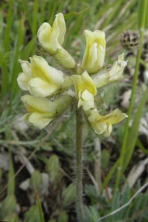 Oxytropis campestris \ Gewhnlicher Alpen-Spitzkiel / Yellow Oxytropis, I Campo Imperatore 5.6.2007